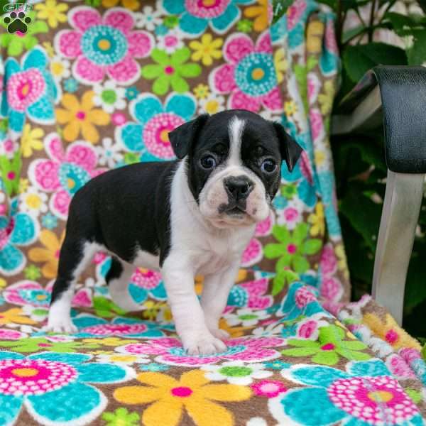 Candy, Boston Terrier Puppy
